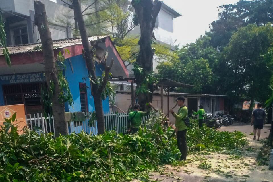 Rawan Tumbang, Enan Pohon di Bidara Cina Dirapihkan